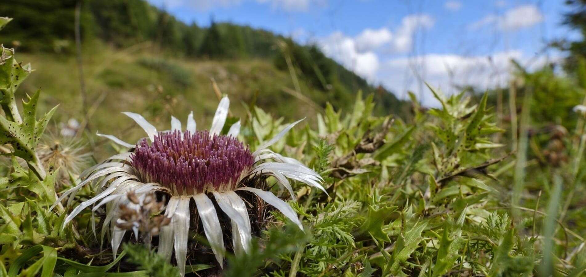 Eguzkilore. La flor del sol o flor protectora.