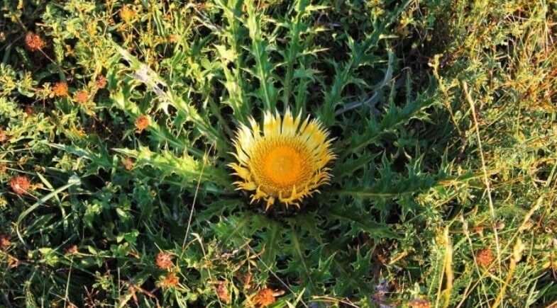 Leyenda vasca sobre la flor protectora