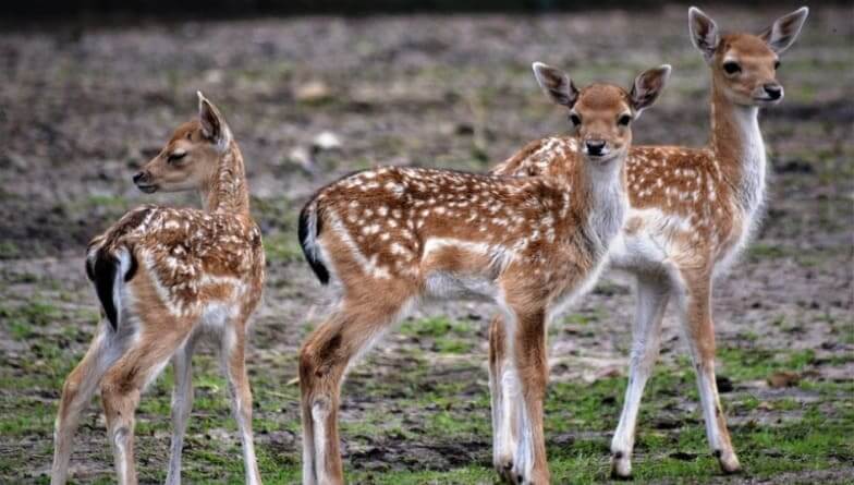 Karpin Fauna, un gran plan familiar