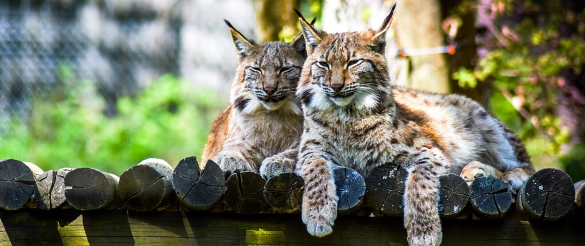 Karpin Abentura: parque temático de fauna y naturaleza.