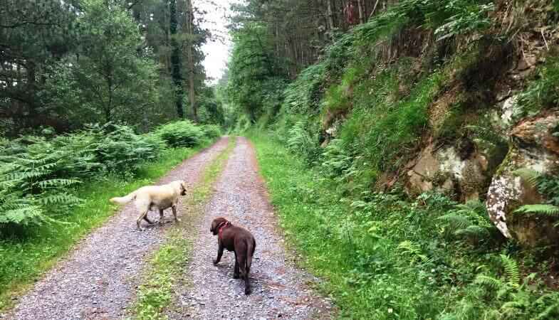 Día de perros por el monte Balgerri
